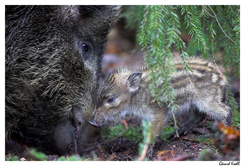  Image name: 26 Cinghiale.jpg 
 width: 782 pixel 
 height: 531 pixel 
 Size: 231653 bytes 
 Click to enlarge 